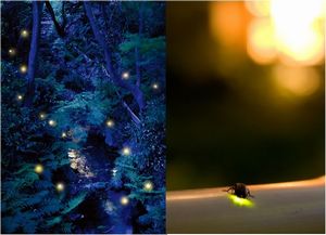 60年目の 都内でホタル観賞 限定プランも ホテル椿山荘東京 サーチナ