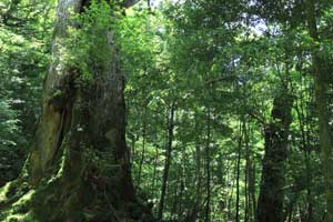 割合 一 日本 の 森林