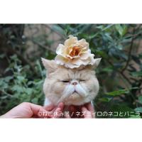 日本の癒し猫たちが海を越える！　海外初・ねこ休み展　ｉｎ　香港