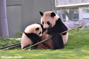 シャンシャンに続くおめでた 和歌山アドベンチャーワールドでパンダの 恋鳴き サーチナ