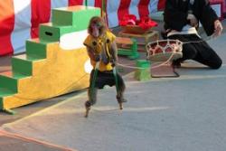 サルを用いた日本のパフォーマンスは文化なのか、虐待なのか＝中国メディア　