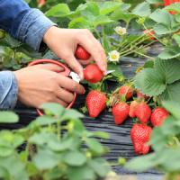 日本人の農業モデルに、われわれは冷や汗が出るばかり・・・＝中国メディア