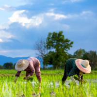 羨ましい！日本では農業でも「努力次第で年収を大きく増やせる」＝中国