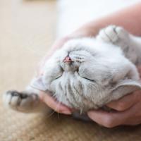 相撲に野球にゲイバー・・・ガチでリアルな日本の文化を知るうえで、訪れるべき場所＝中国メディア