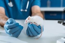 【上海ＩＰＯ】実験用マウスの江蘇集萃薬康生物科技の初値は公開価格を１１．２３％下回る２０．００元